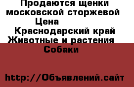 Продаются щенки московской сторжевой › Цена ­ 15 000 - Краснодарский край Животные и растения » Собаки   